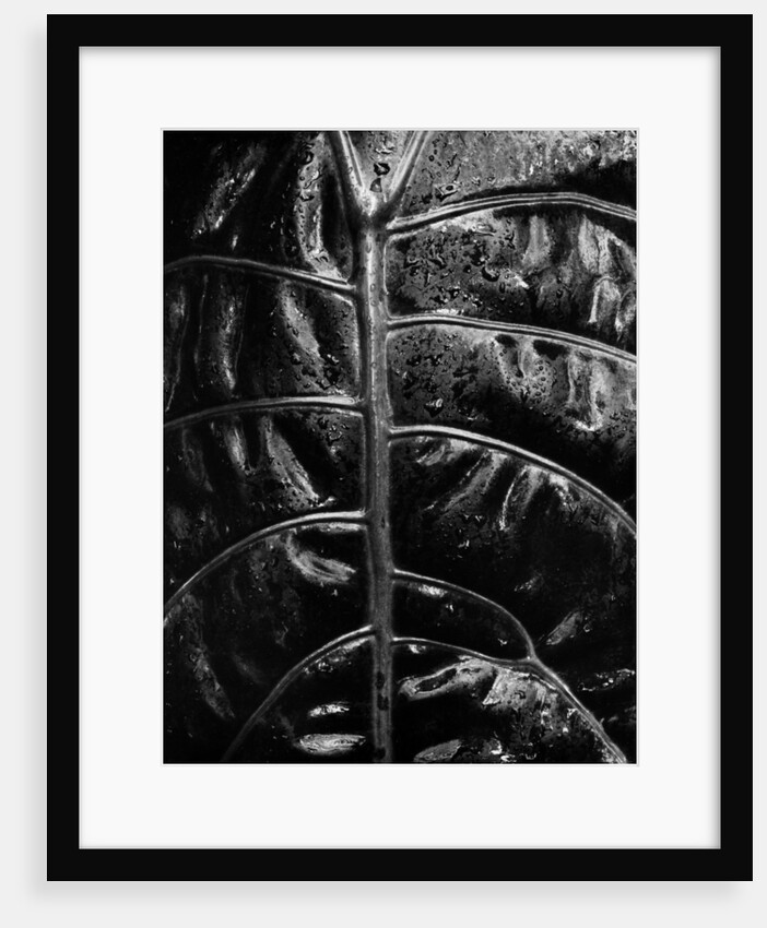 Leaf Veins by Anonymous