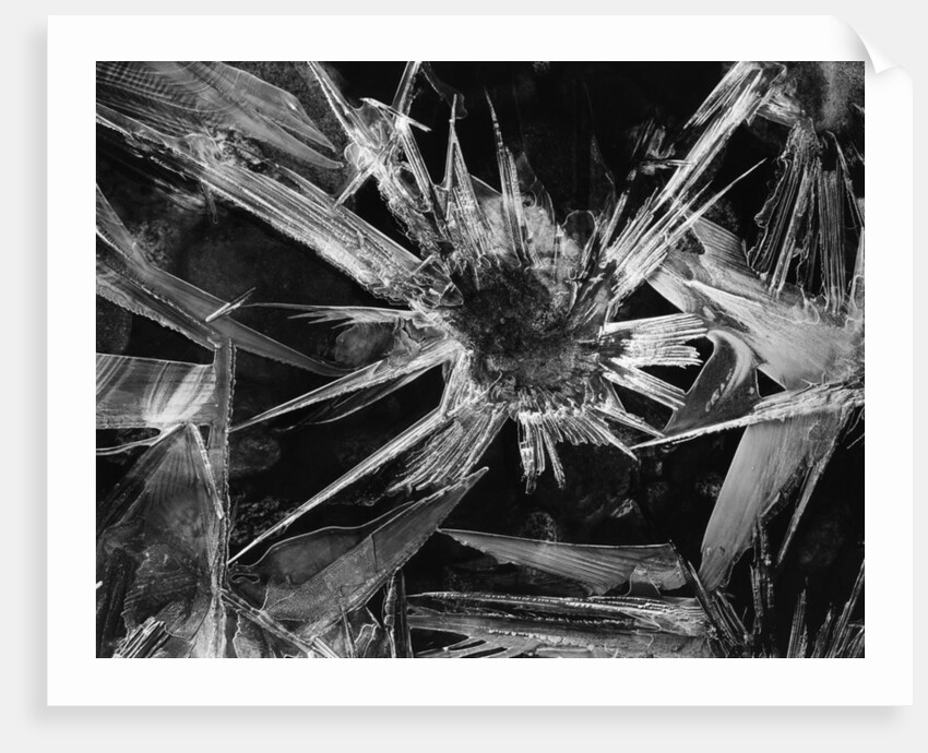 Ice Crystal, 1965 by Anonymous