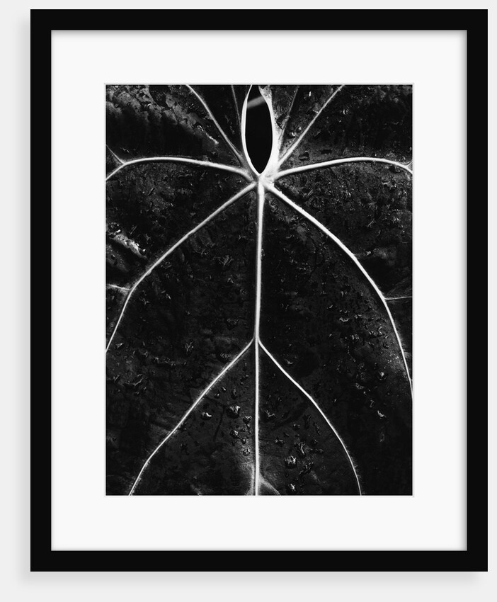 Veins of a Leaf by Anonymous