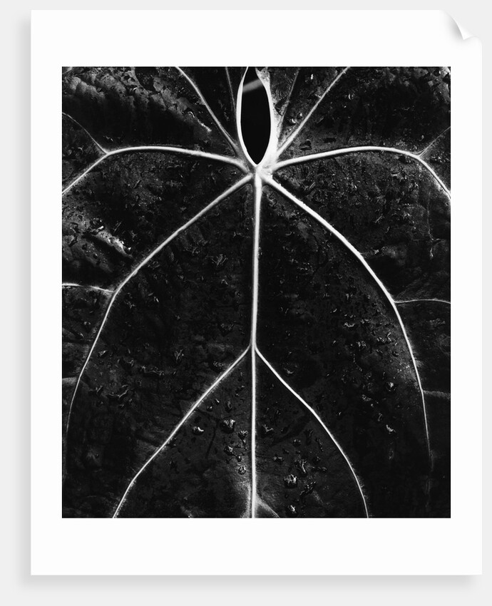 Veins of a Leaf by Anonymous