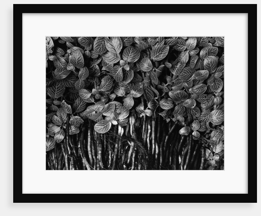 Variegated Leafed Plants by Anonymous