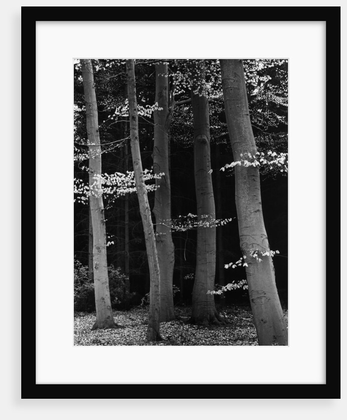 Beech Forest by Brett Weston