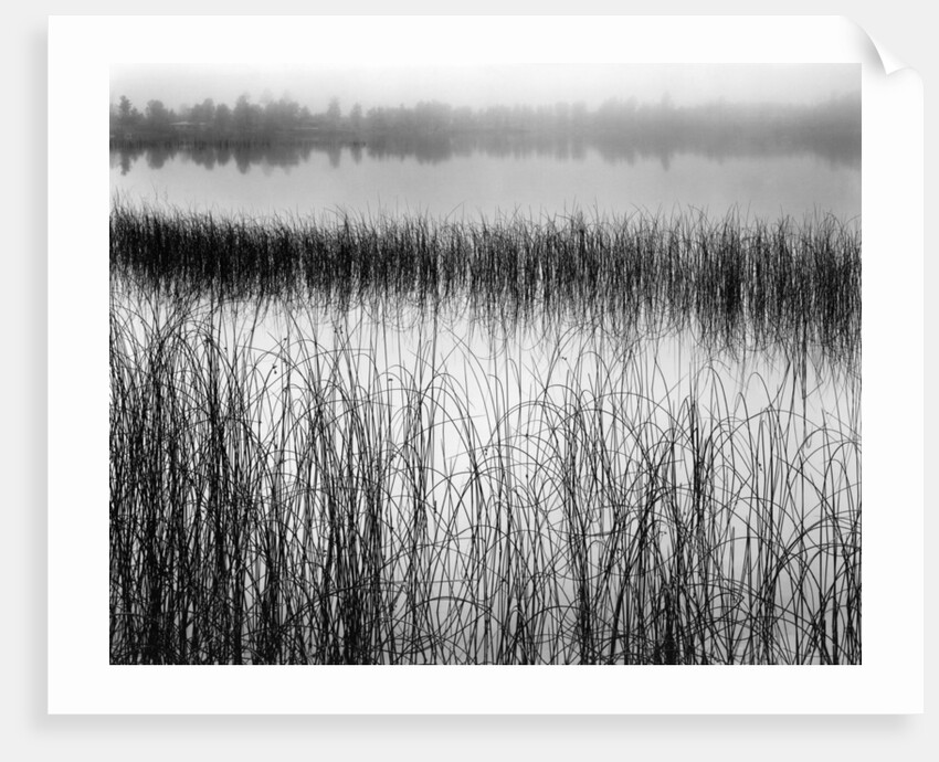 Reeds in Pond with Fog on Horizon by Anonymous