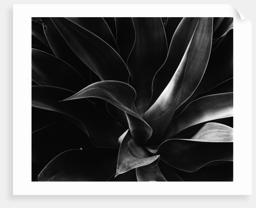 Agave with Pointed Leaves by Anonymous