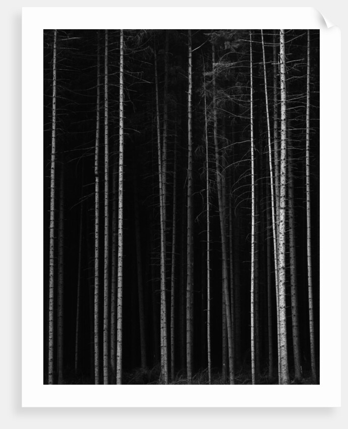 Aspen Forest by Brett Weston