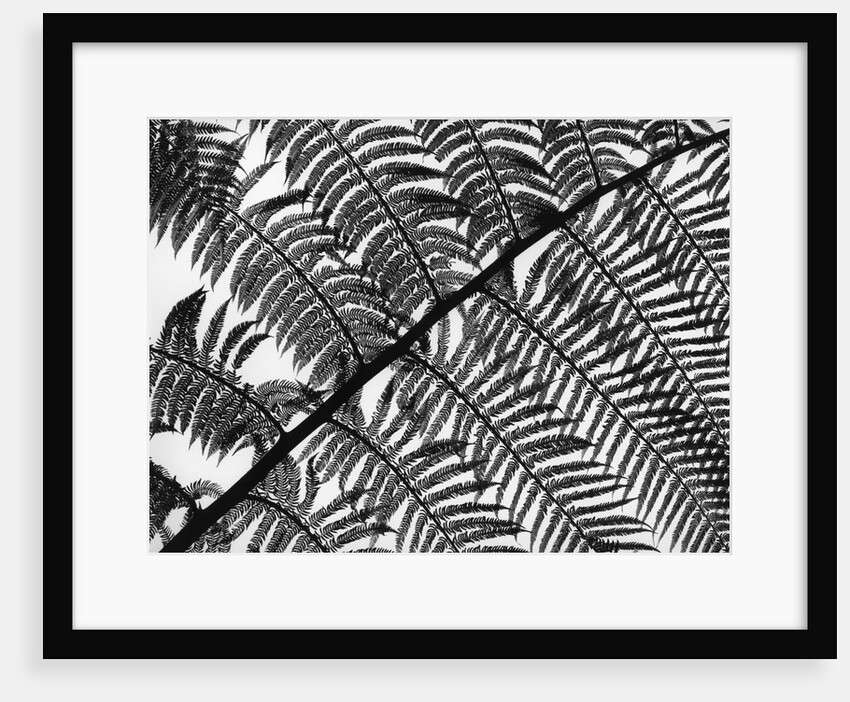 Fern Leaf Silhouette by Anonymous