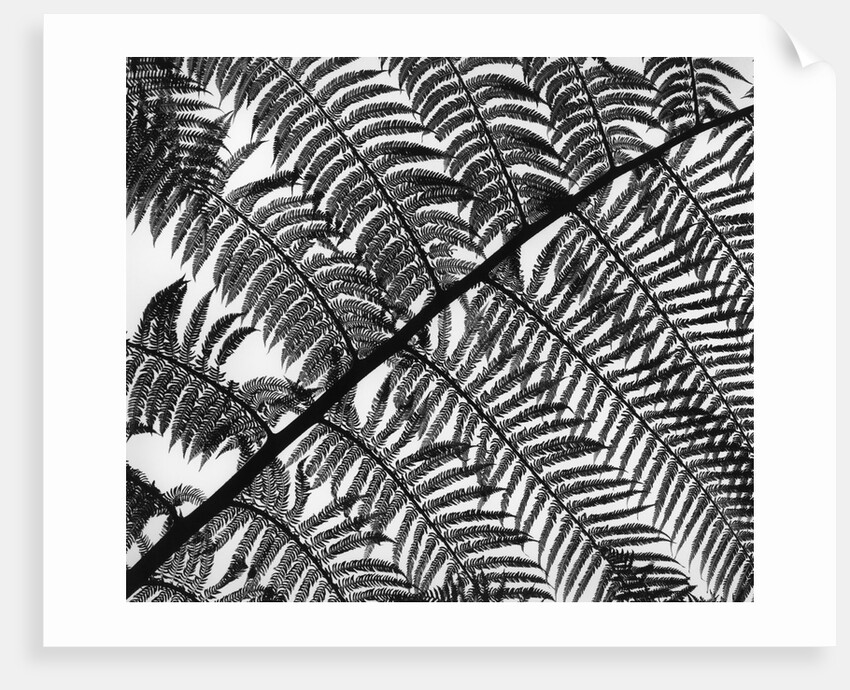 Fern Leaf Silhouette by Anonymous