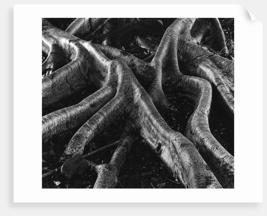 Banyan Tree Roots by Anonymous