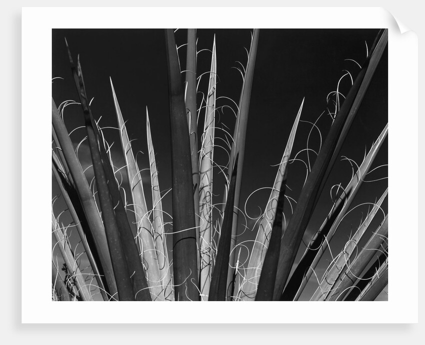 Succulents California, 1985 by Anonymous