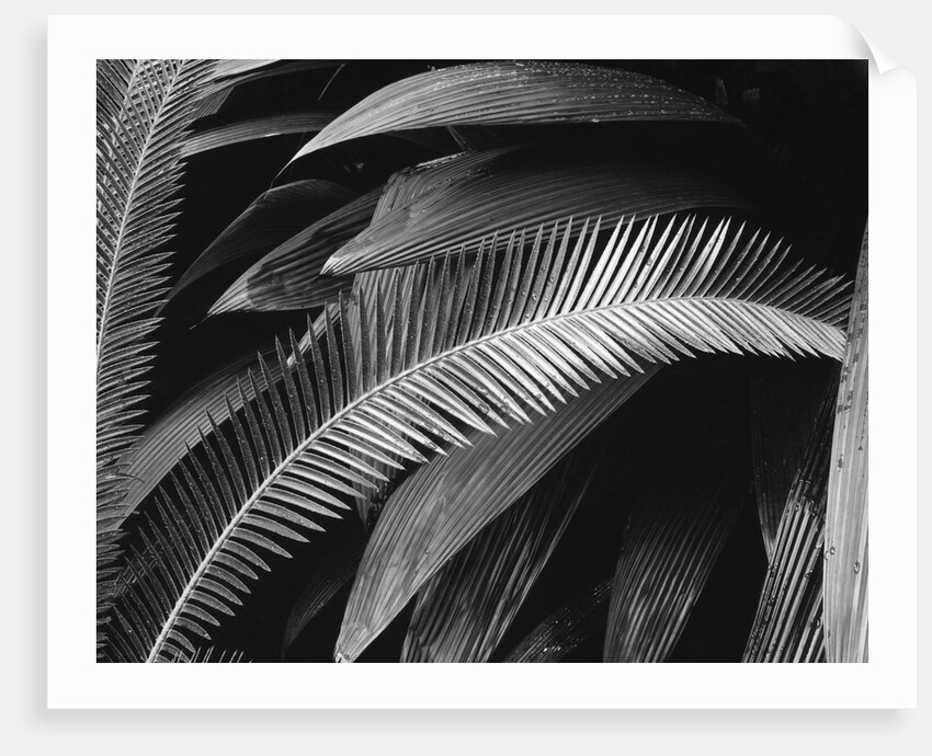 Palms, Bronx Botanical Gardens, 1945 by Anonymous