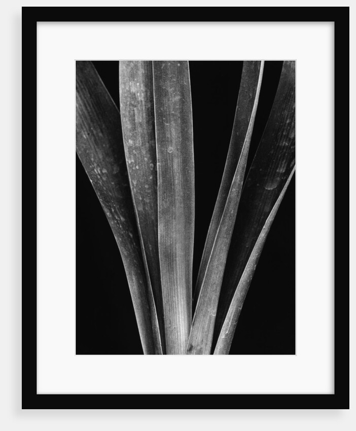 Lily Stalk, 1925 by Anonymous