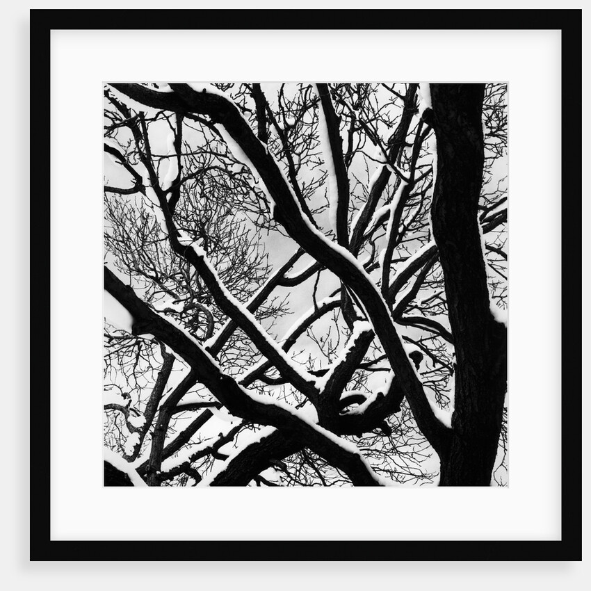 Snow Covered Tree Branches by Anonymous