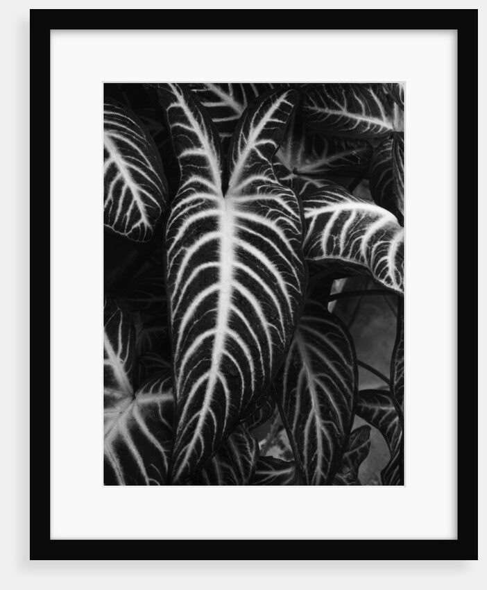 Leaves by Brett Weston