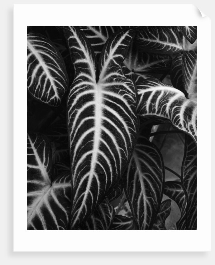 Leaves by Brett Weston
