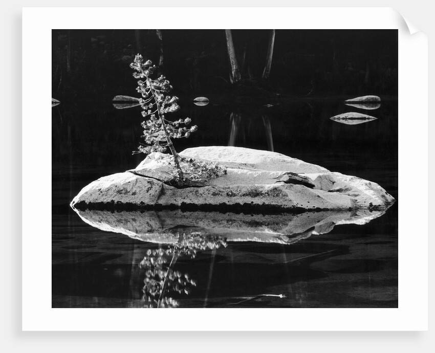 Rock and Sapling in Sierra Lake by Anonymous