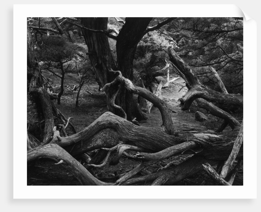 Trees and Logs at Point Lobos by Anonymous