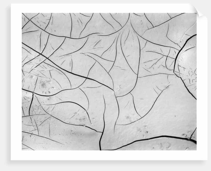 Cracks in Dry Mud, California, 1955 by Anonymous