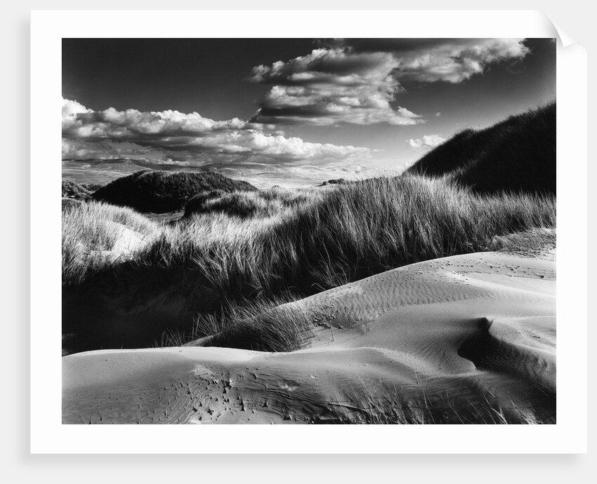 Dunes and Grasses, Oceano, 1957 by Anonymous