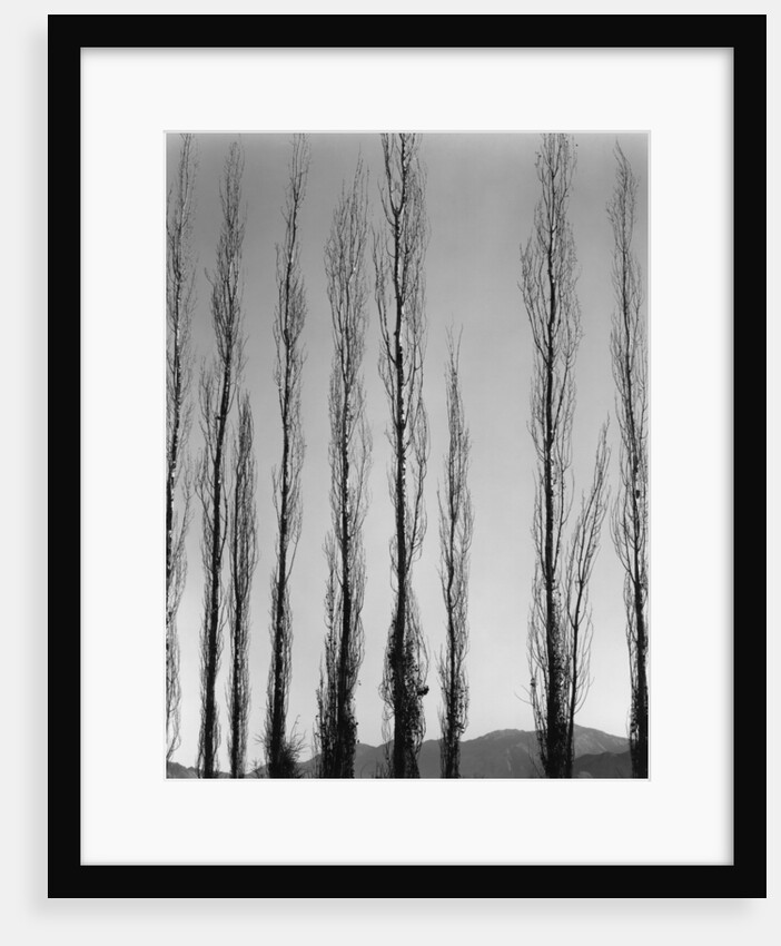 Poplars by Anonymous