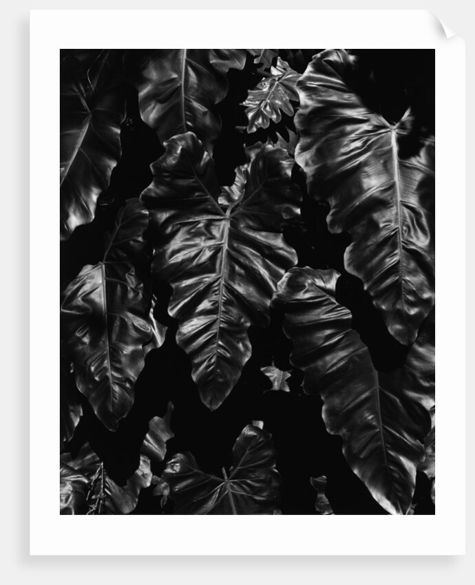 Leaves by Anonymous