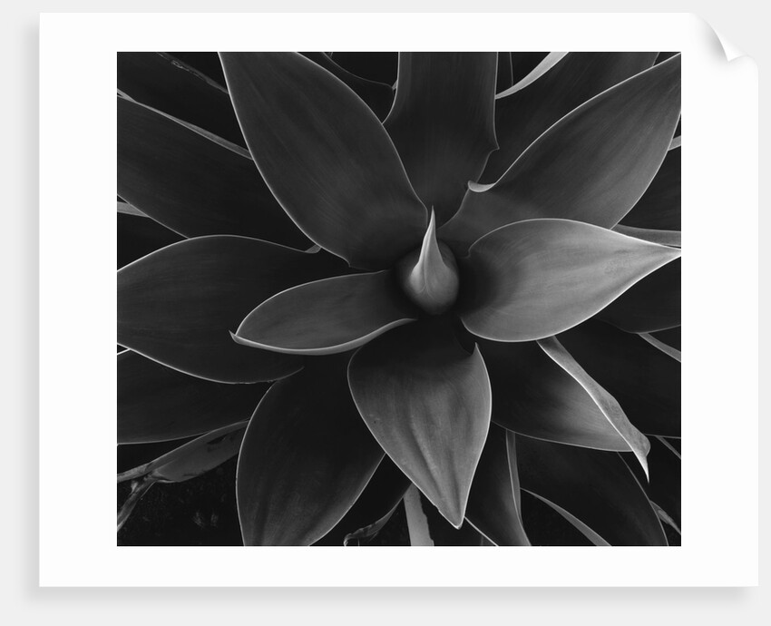 Close View of a Desert Plant by Anonymous