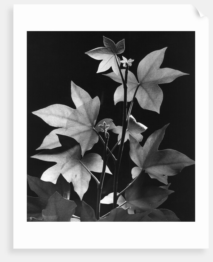 Leaves by Brett Weston
