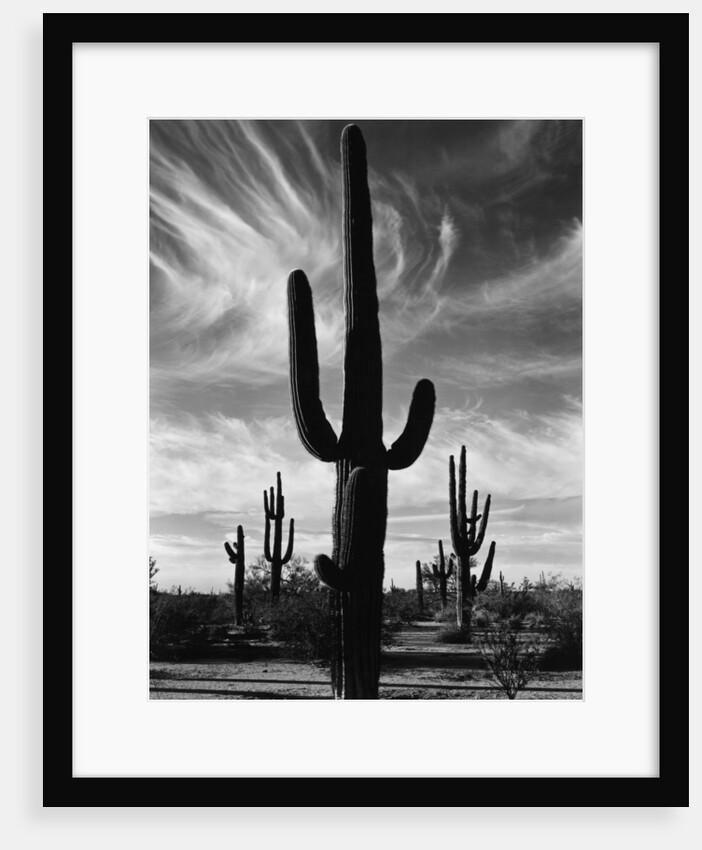 Saguaros, Arizona by Brett Weston