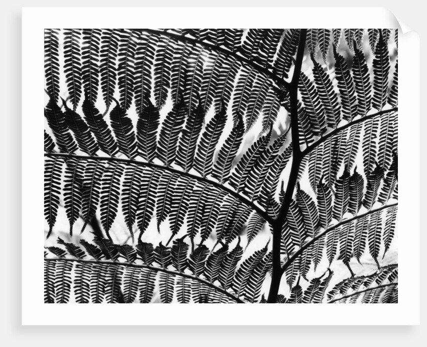 Giant Fern, Los Angeles, 1953 by Anonymous