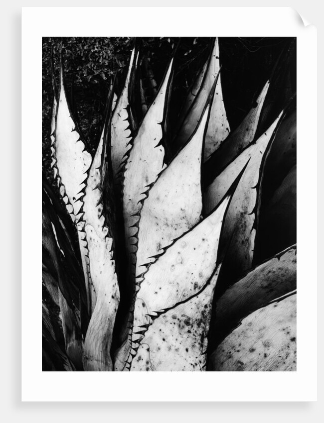 Agave Leaves by Brett Weston