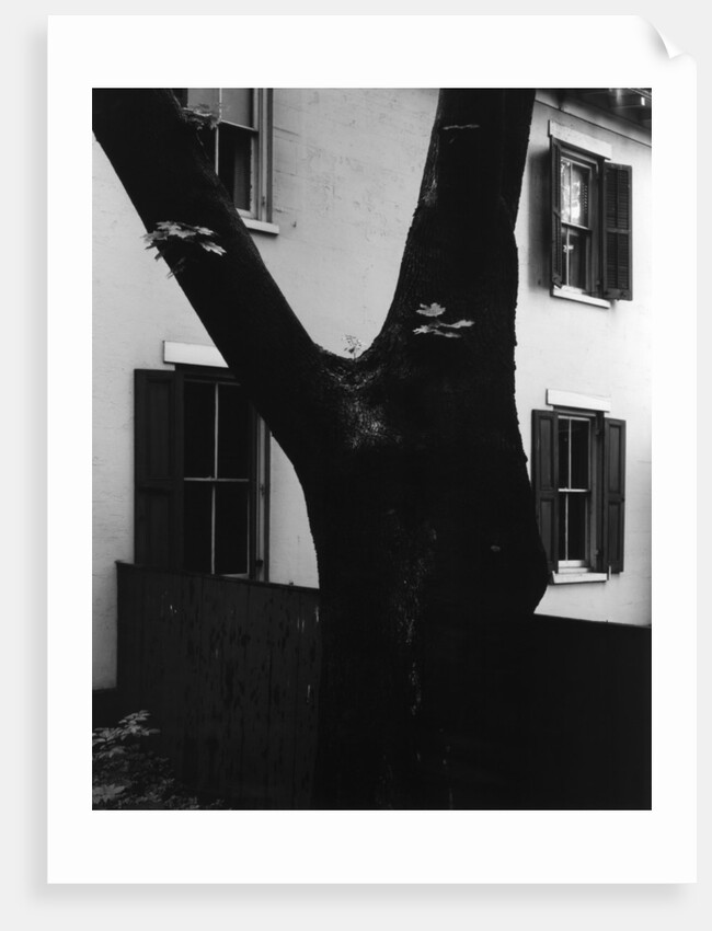 Tree and House, 1960 by Anonymous
