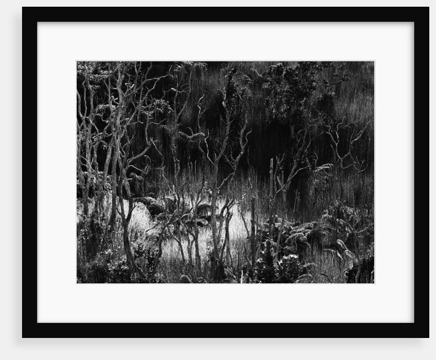 Hawaiian Oasis, 1979 by Anonymous