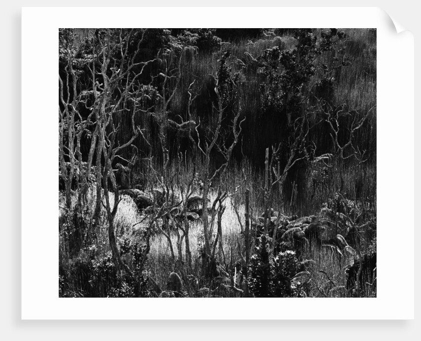 Hawaiian Oasis, 1979 by Anonymous
