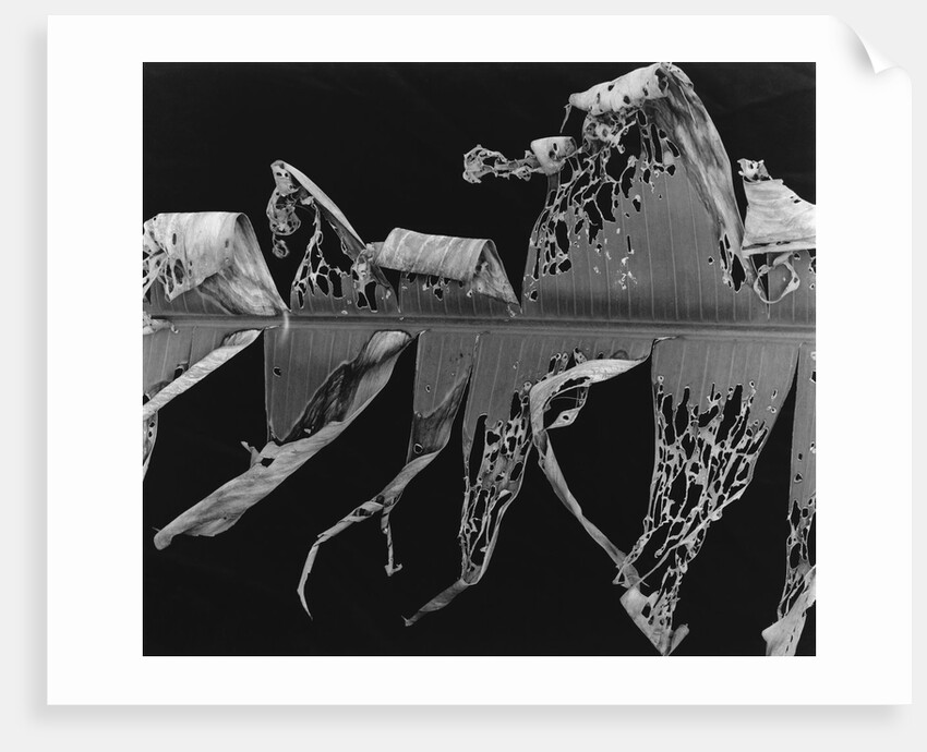 Banana Leaf, Honolulu, 1980 by Anonymous