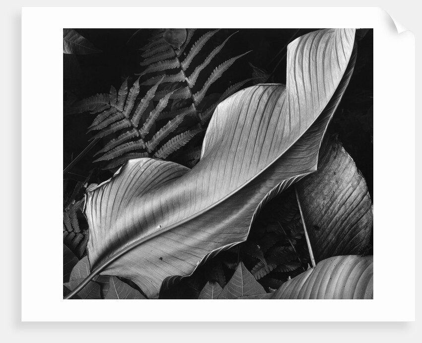 Leaf, 1979 by Anonymous