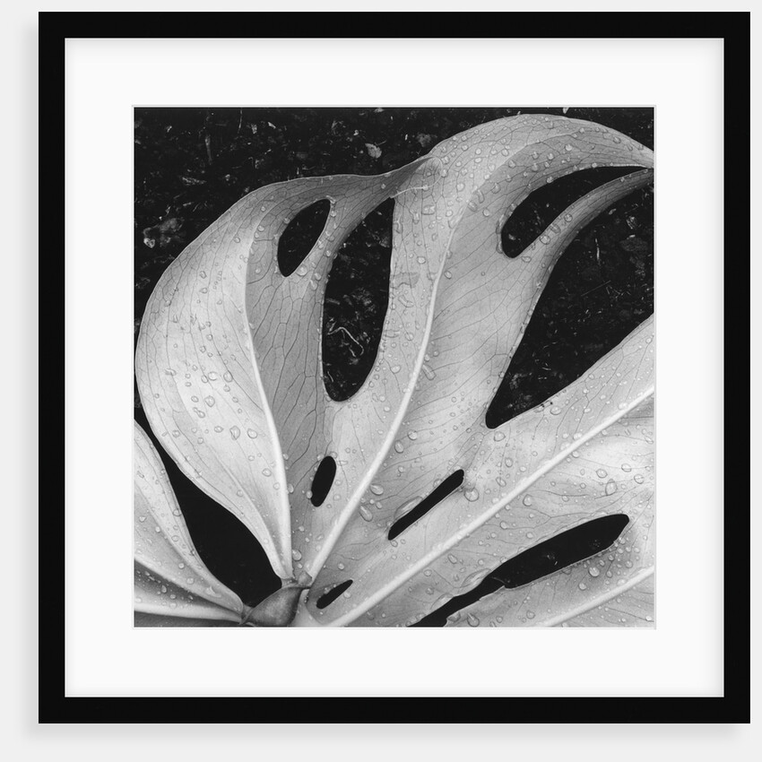 Leaf, Hilo, 1979 by Anonymous