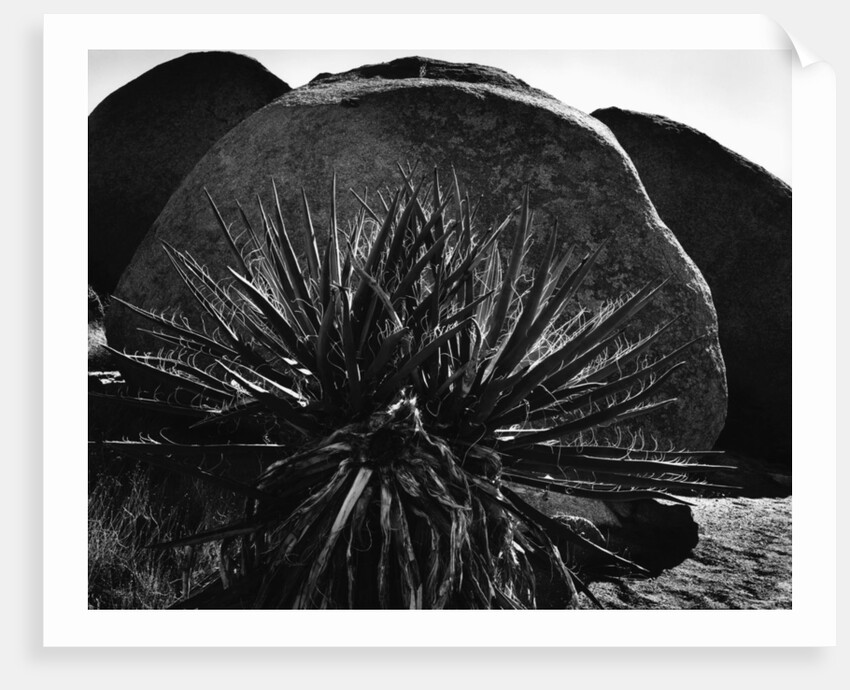 Yucca and Boulders by Anonymous