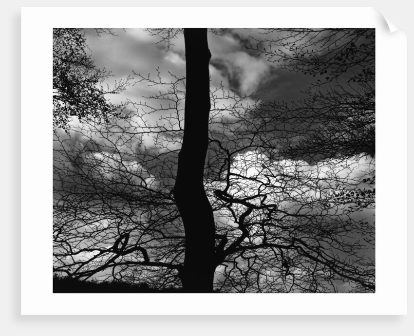 Tree Silhouette by Anonymous