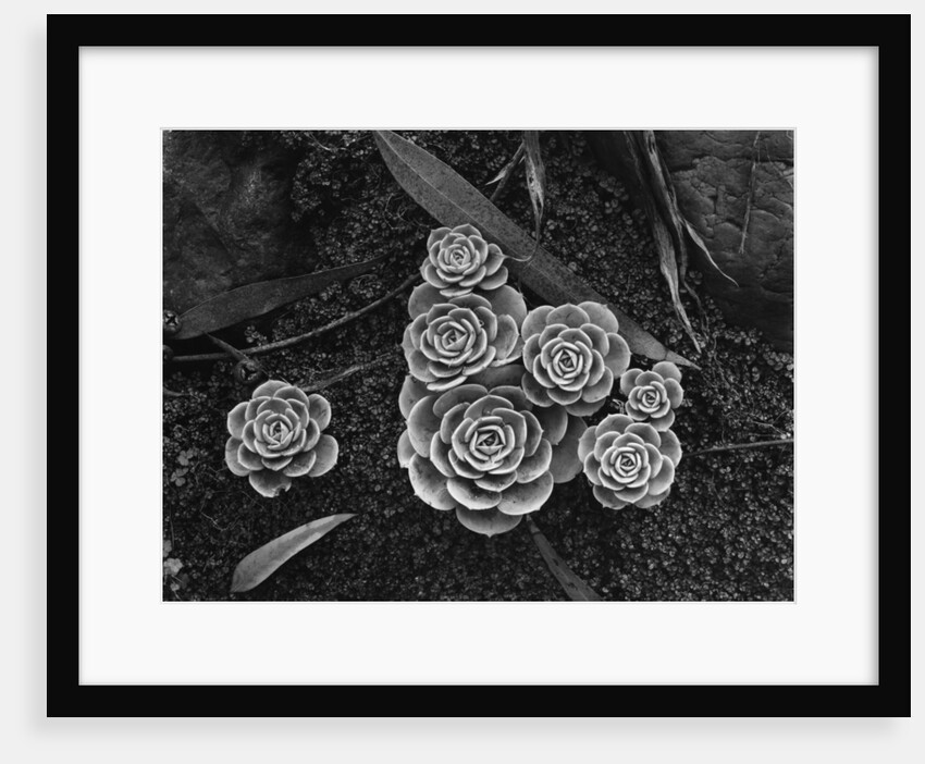 Succulents, 1943 by Anonymous