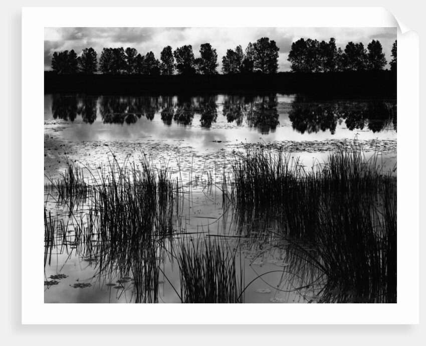 Reeds and Trees, France, 1960 by Anonymous