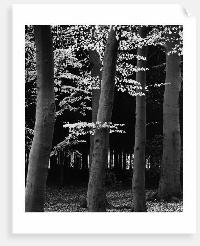Beach Forest, Netherlands, 1971 by Anonymous