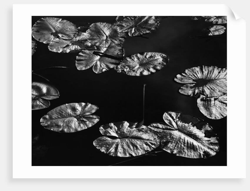 Lily Pads, 1968 by Anonymous