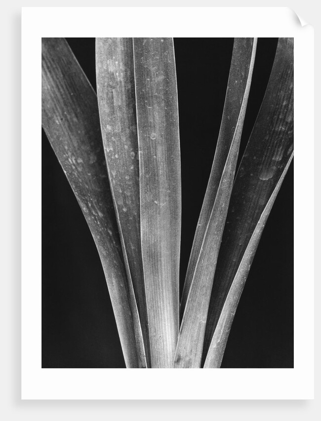 Lily Stalks by Brett Weston