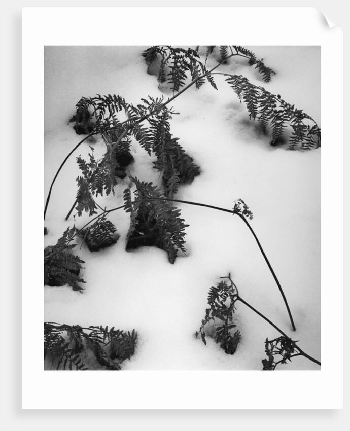 Ferns in Snow, 1974 by Anonymous