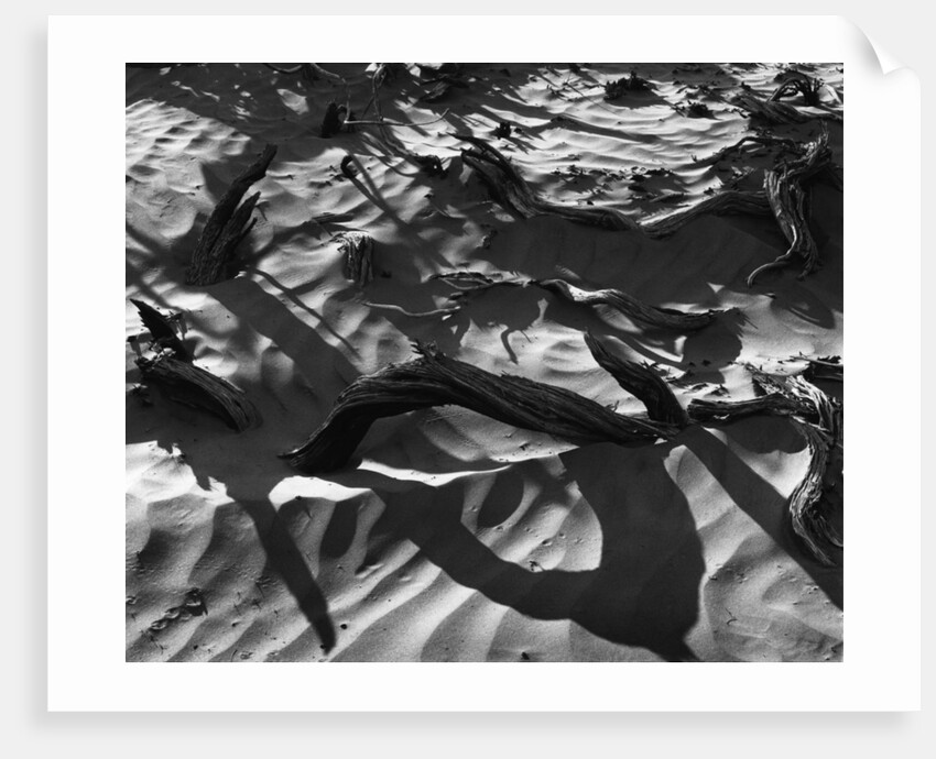 Wood In Sand by Anonymous