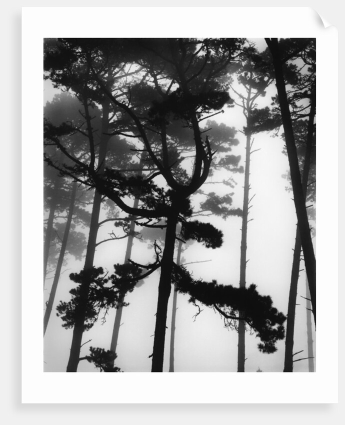 Pines in Fog by Anonymous