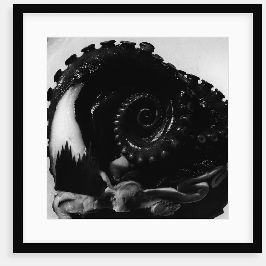 Octopus Tentacle by Anonymous