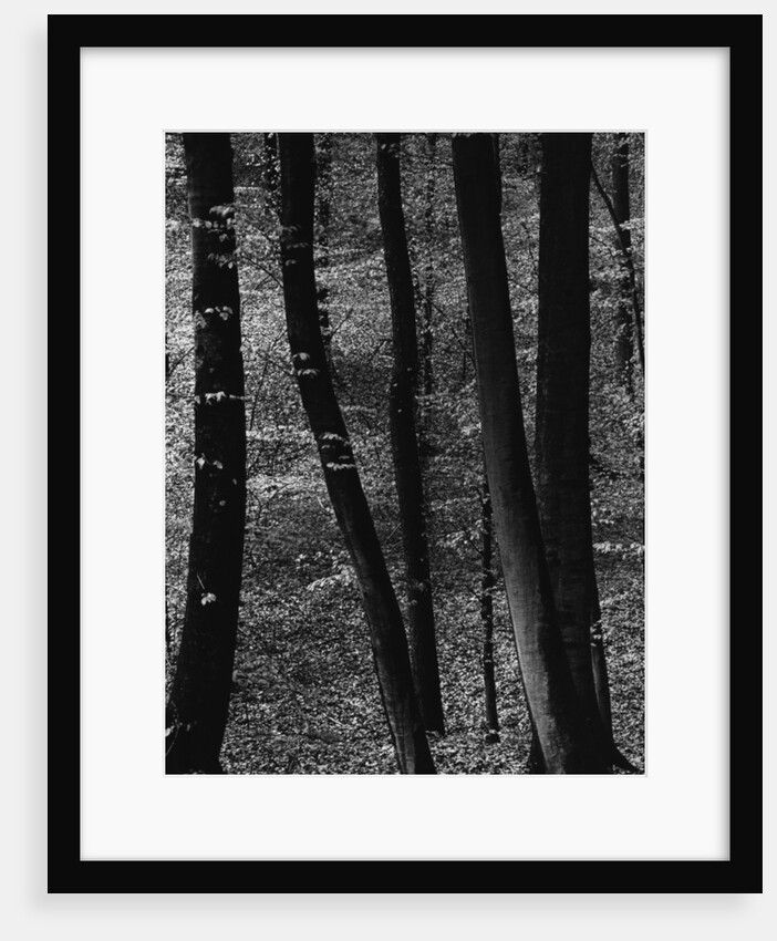 Trees by Anonymous