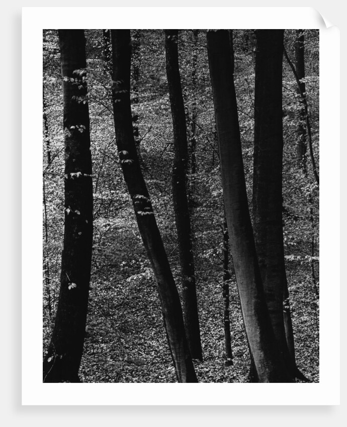 Trees by Anonymous