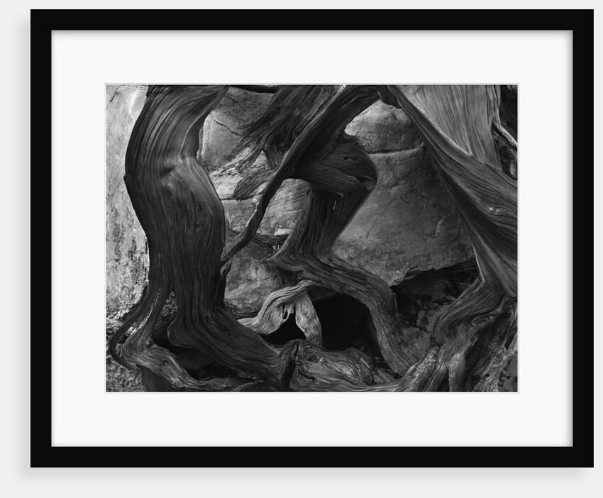 Tree and Rock by Anonymous