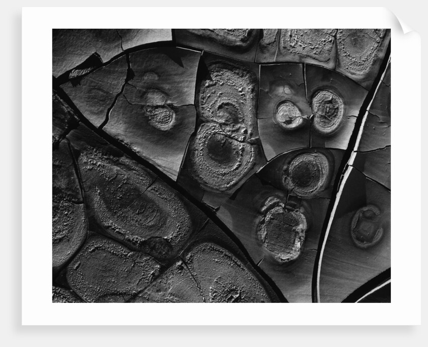 Cracked Mud by Anonymous